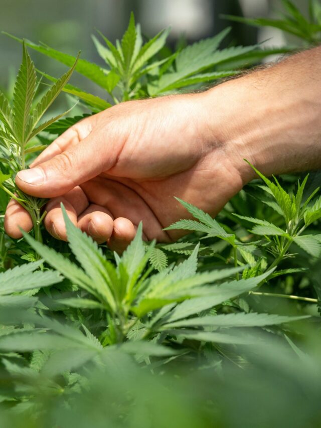 Exploring CBD as a Herbal Option for PCOS Management