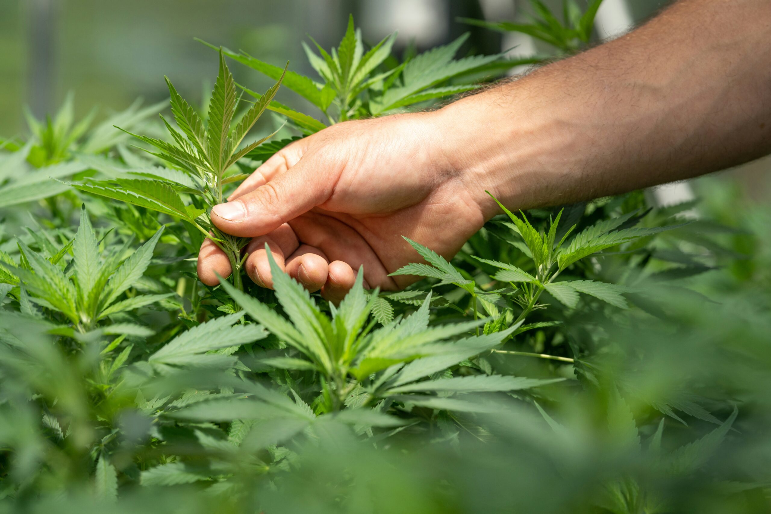 Exploring CBD as a Herbal Option for PCOS Management